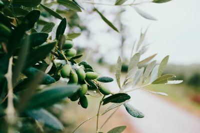 Grüne Oliven am Strauch